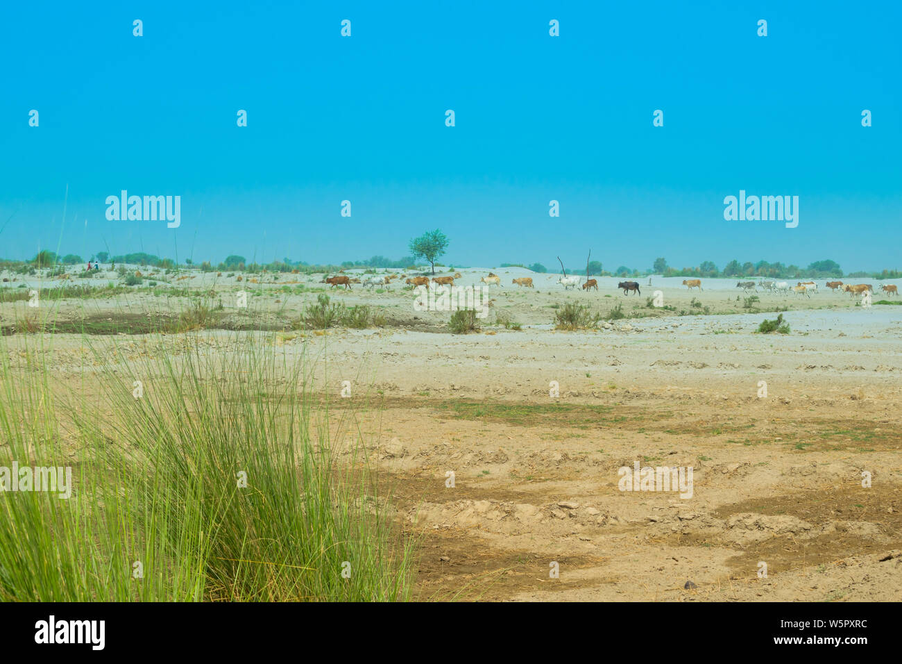 Image paysage d'une région désertique dans le Punjab Pakistan.cattale,le pâturage avec ciel bleu en arrière-plan. Banque D'Images