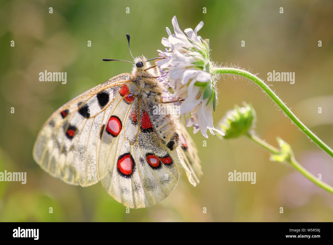 - Papillon Apollon Parnassius apollo, de belles espèces de papillons emblématiques d'Europe, de Stramberk, République tchèque. Banque D'Images