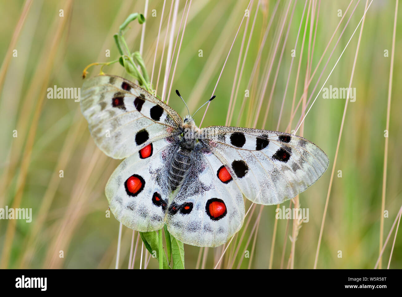 - Papillon Apollon Parnassius apollo, de belles espèces de papillons emblématiques d'Europe, de Stramberk, République tchèque. Banque D'Images