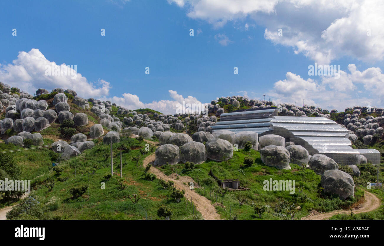 Des milliers d'arbres fruitiers Yangmei sont enveloppés dans de la gaze pour empêcher le vent fort, fortes pluies, et les vers dans une usine de Family Hostel Gulangyu Island County, Lishui ville, e Banque D'Images