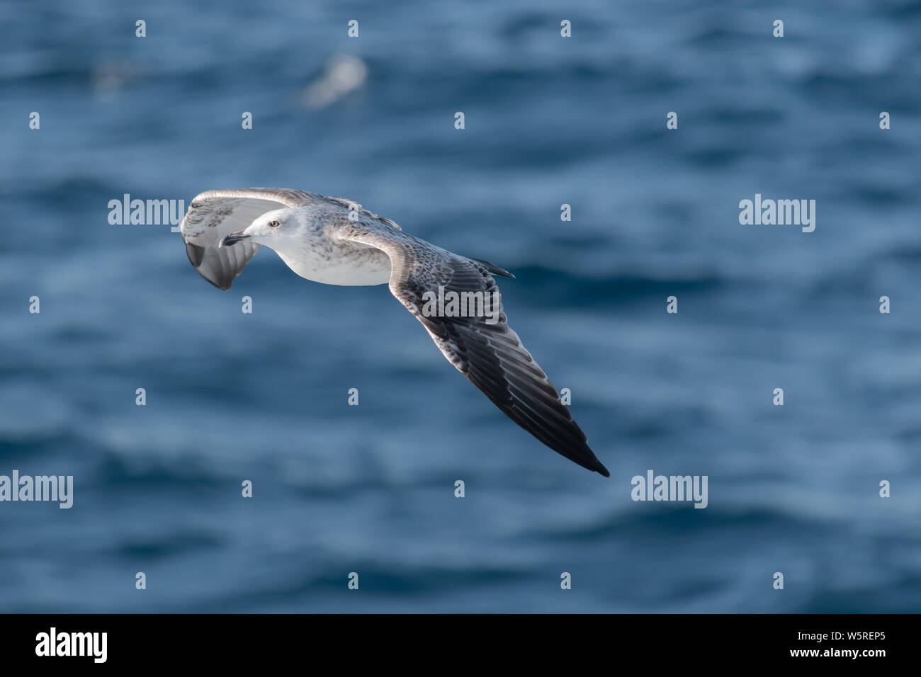 Mouette volant au-dessus des vagues de la mer Banque D'Images