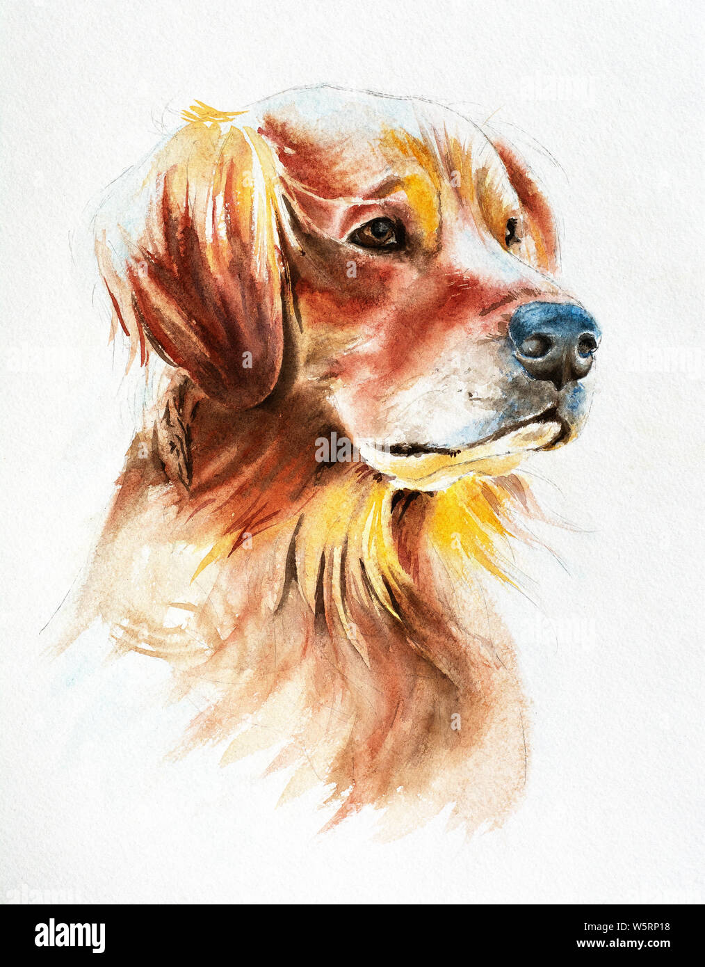 Portrait de Labrador à l'aquarelle, de l'image pour l'impression sur t-shirt Banque D'Images