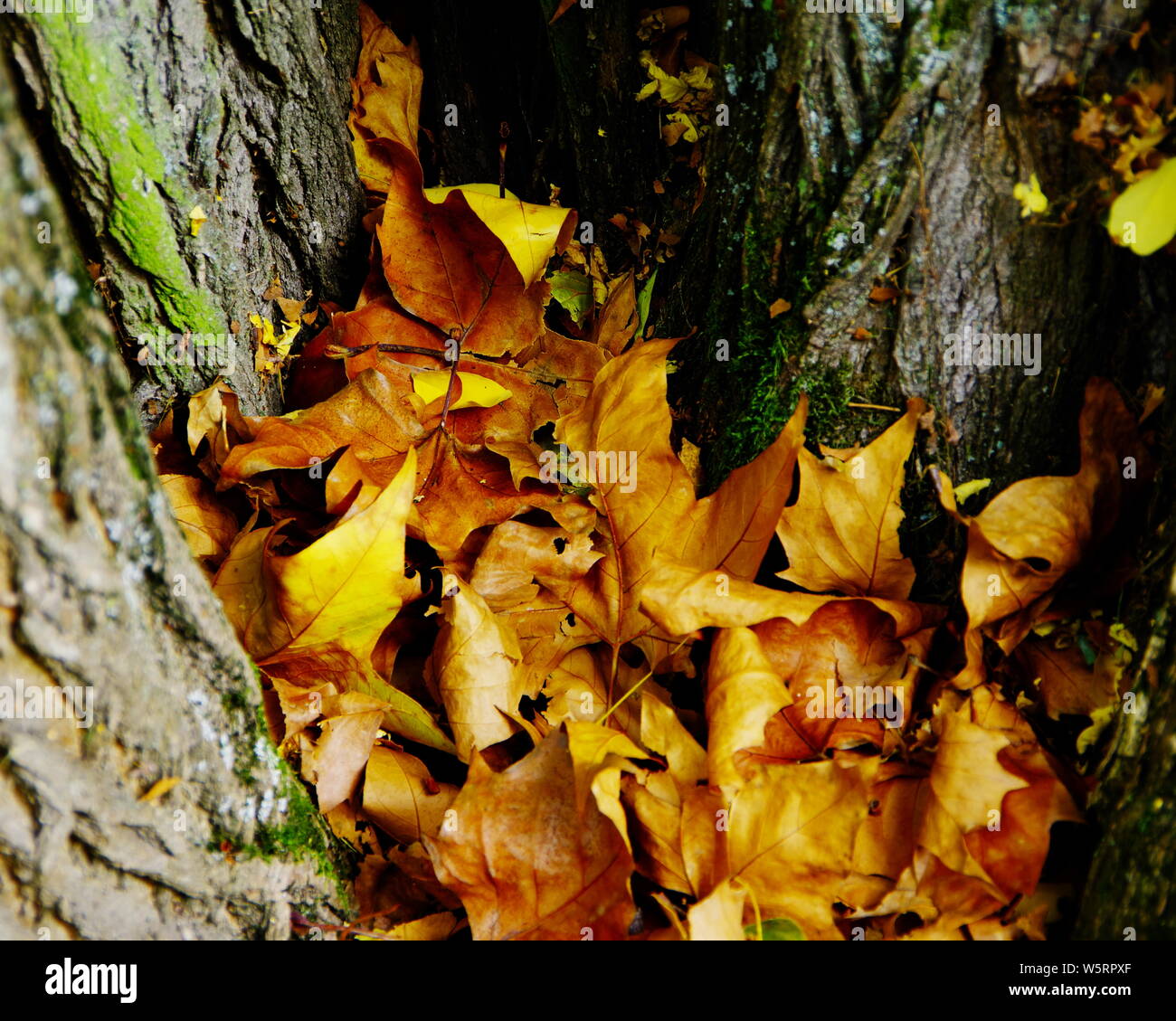 L'automne les feuilles jaunâtres se rassembler dans une succursale fork Banque D'Images