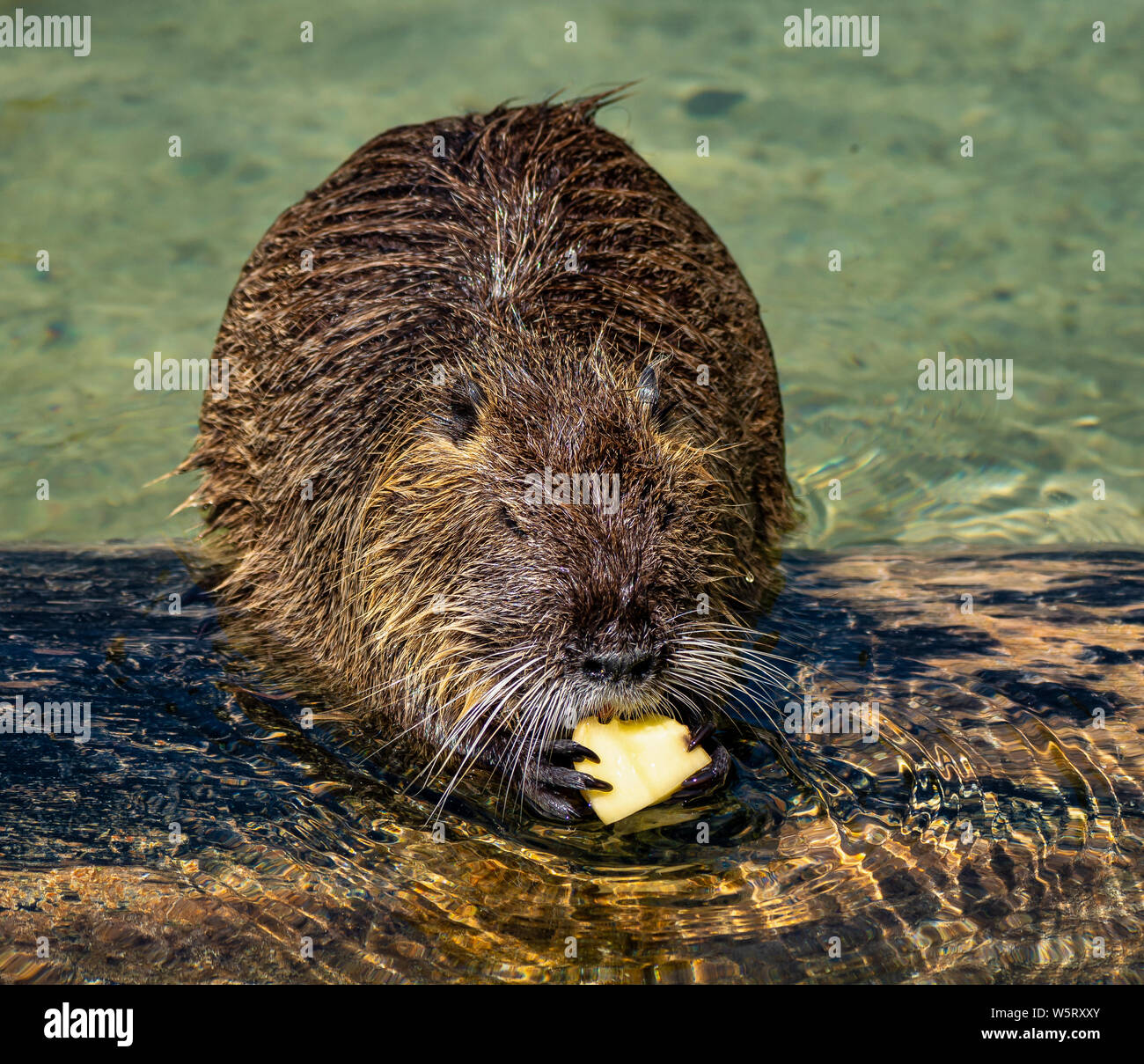 Ragondin, Myocastor coypus, également connu sous le nom de river rat ou le ragondin, est un grand herbivore rongeur semi-aquatique, et seul membre de famille Myocastoridae. Banque D'Images
