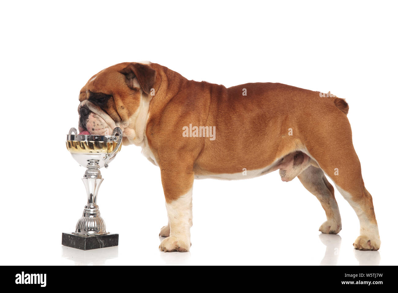 Vue latérale du brun et blanc bulldog Anglais de trophy potable en se tenant sur le fond blanc Banque D'Images