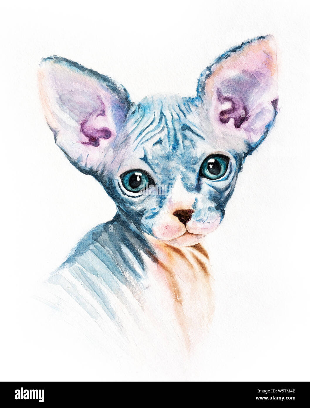 Peinture, dessin réaliste pour l'impression sur un T-shirt portrait à l'aquarelle d'un chat sphinx verticale isolée Banque D'Images