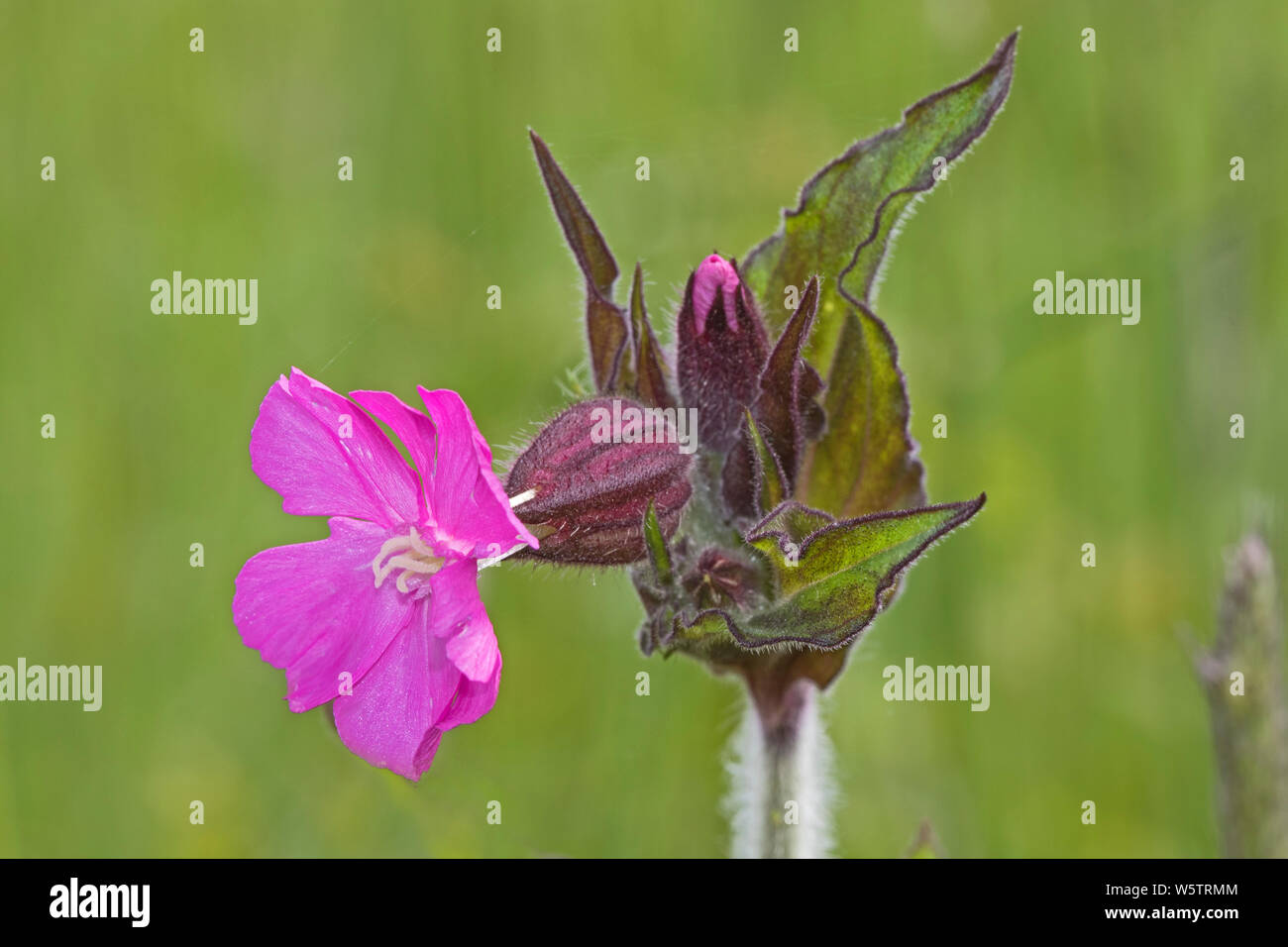 Red (Silene dioica) dans une réserve naturelle de Londres. Banque D'Images