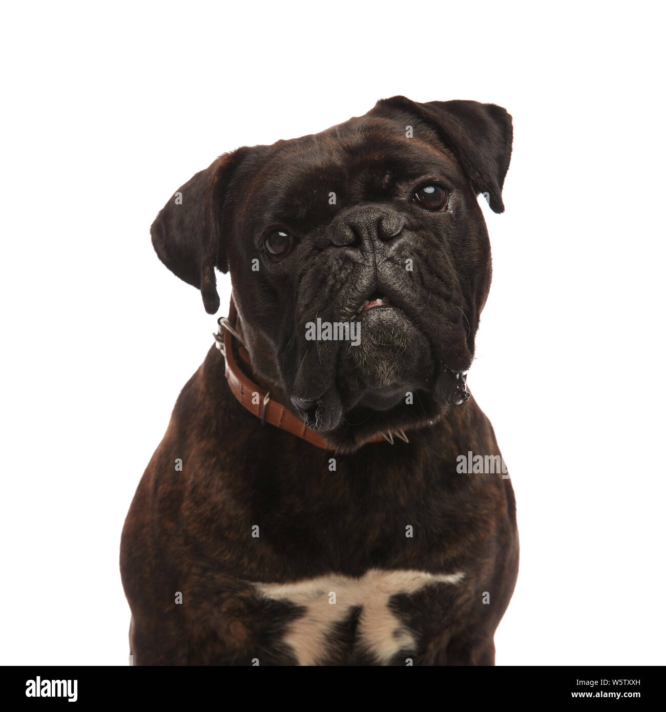 Close up of adorable boxer noir marron portant un collier à pointes, assis  sur fond blanc Photo Stock - Alamy