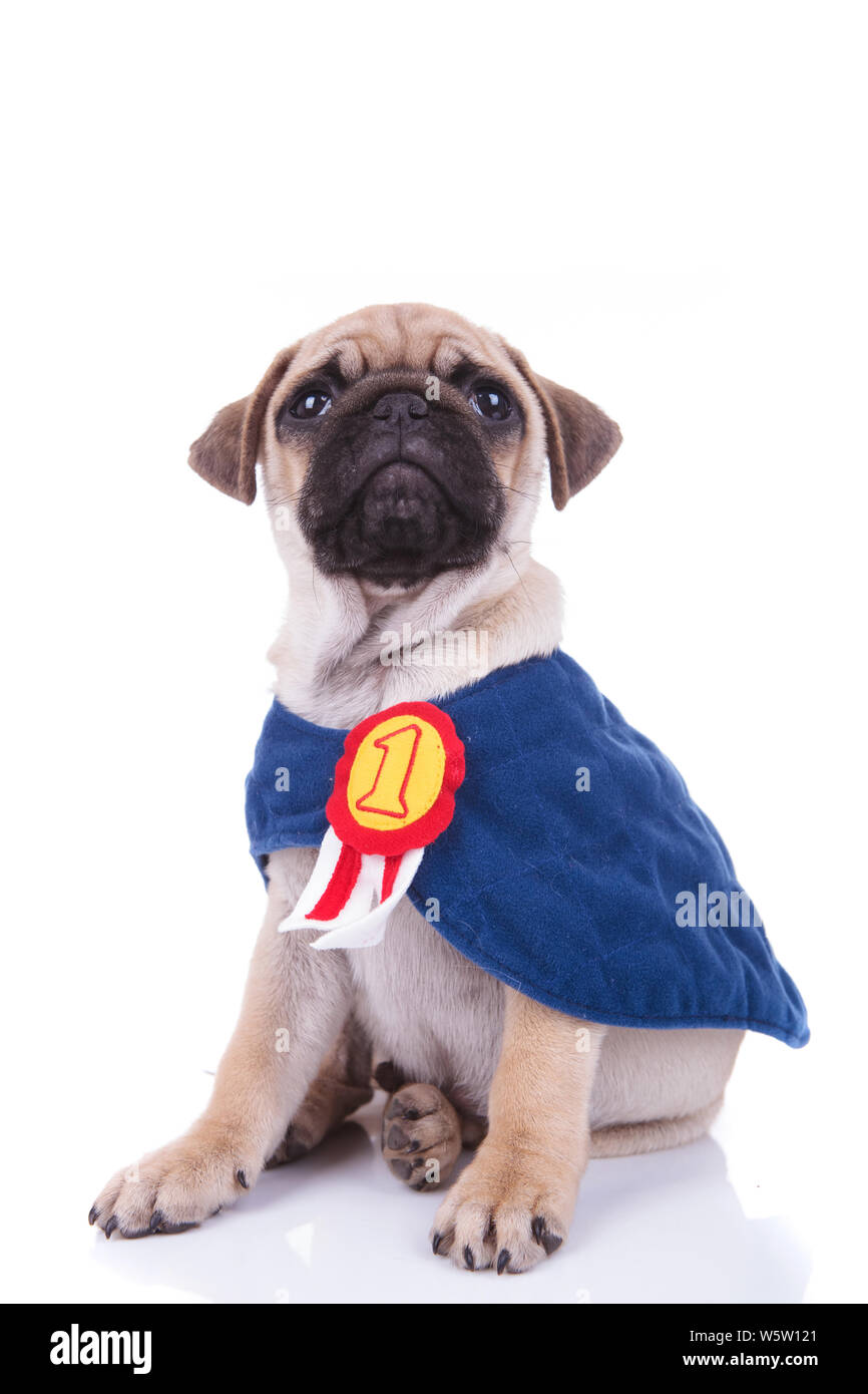 Le pug de super-héros avec blue cap est numéro un, tout en restant assis sur fond blanc Banque D'Images