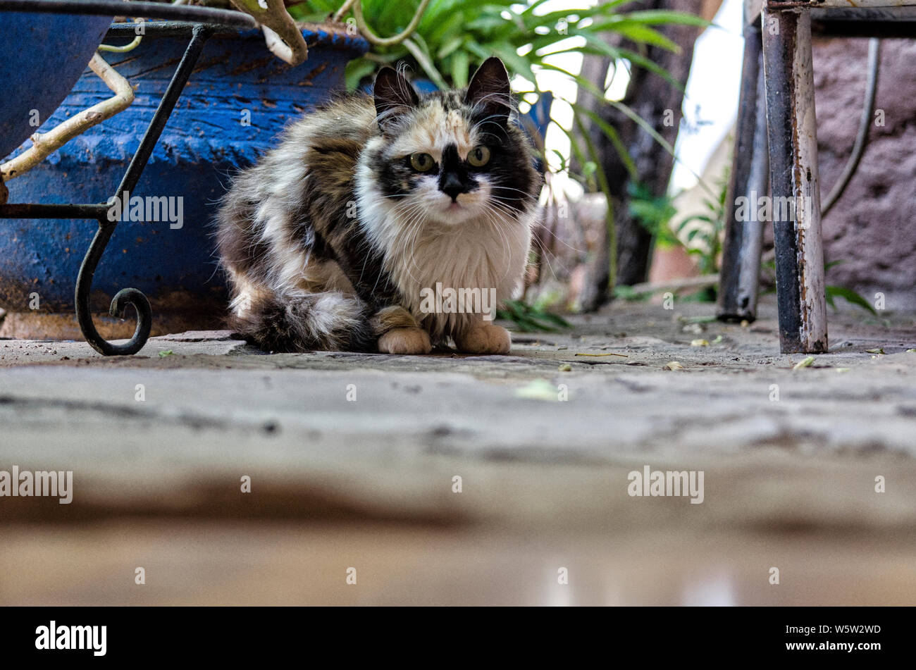 Le Cymric est un chat très rare, c'est une variante de la race Manx, le célèbre chat sans queue indigène à l'île de Man, au coeur de la mer d'Irlande. Banque D'Images