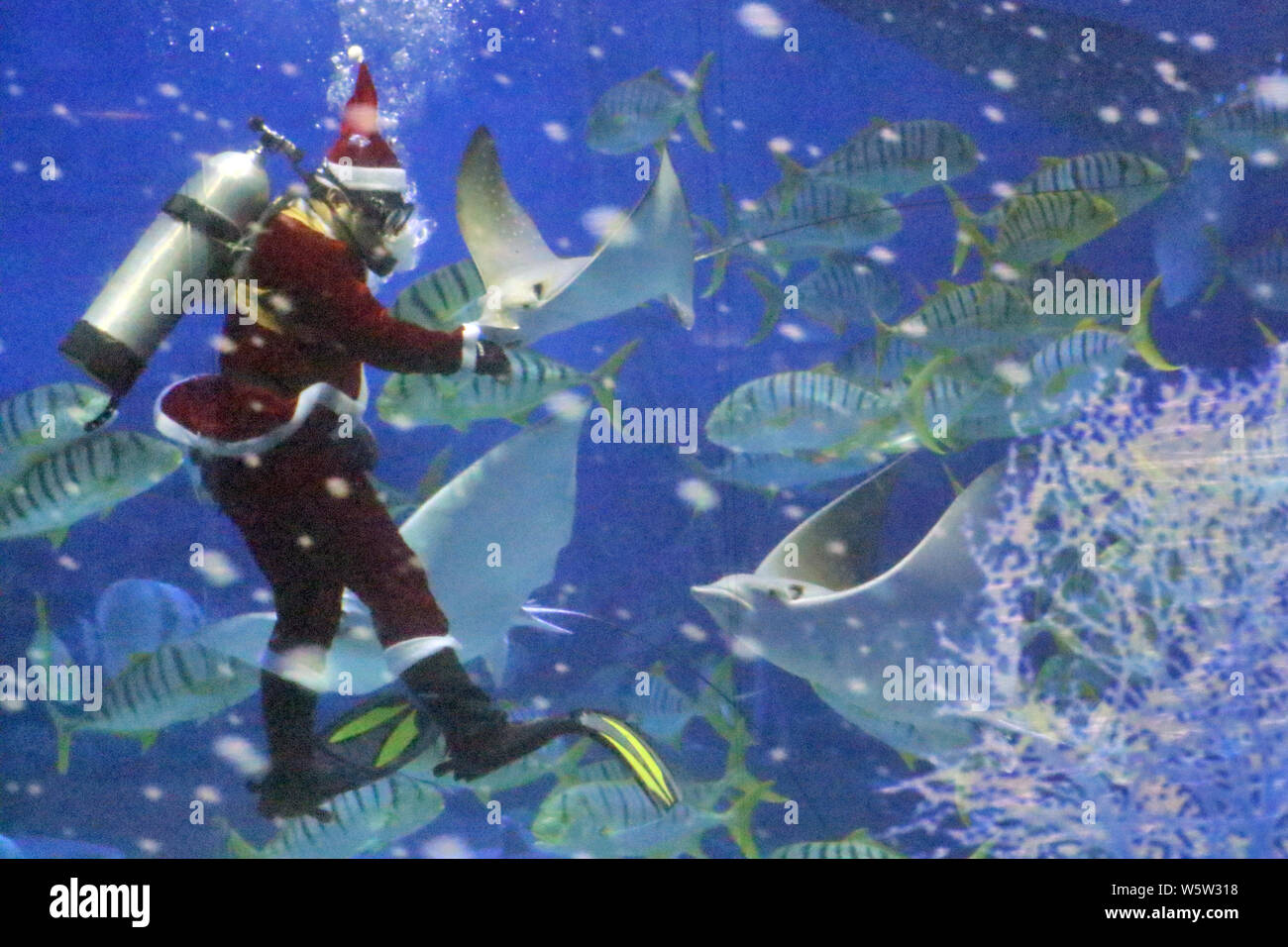 Un plongeur chinois vêtus de costumes Père Noël interagit avec les animaux de la mer dans l'eau pour célébrer Noël dans un aquarium à Yantai city, à l'est Chi Banque D'Images