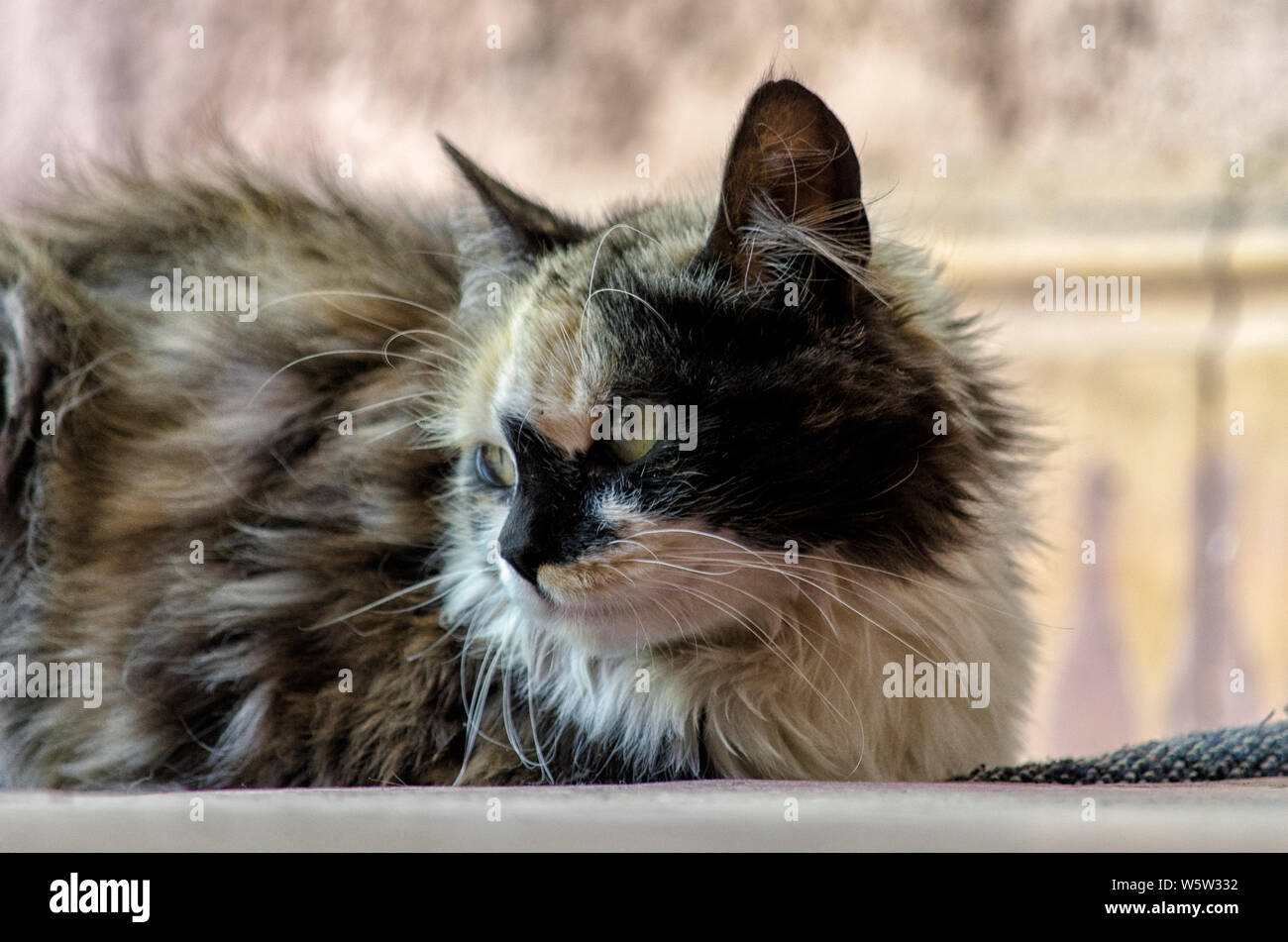 Le Cymric est un chat très rare, c'est une variante de la race Manx, le célèbre chat sans queue indigène à l'île de Man, au coeur de la mer d'Irlande. Banque D'Images