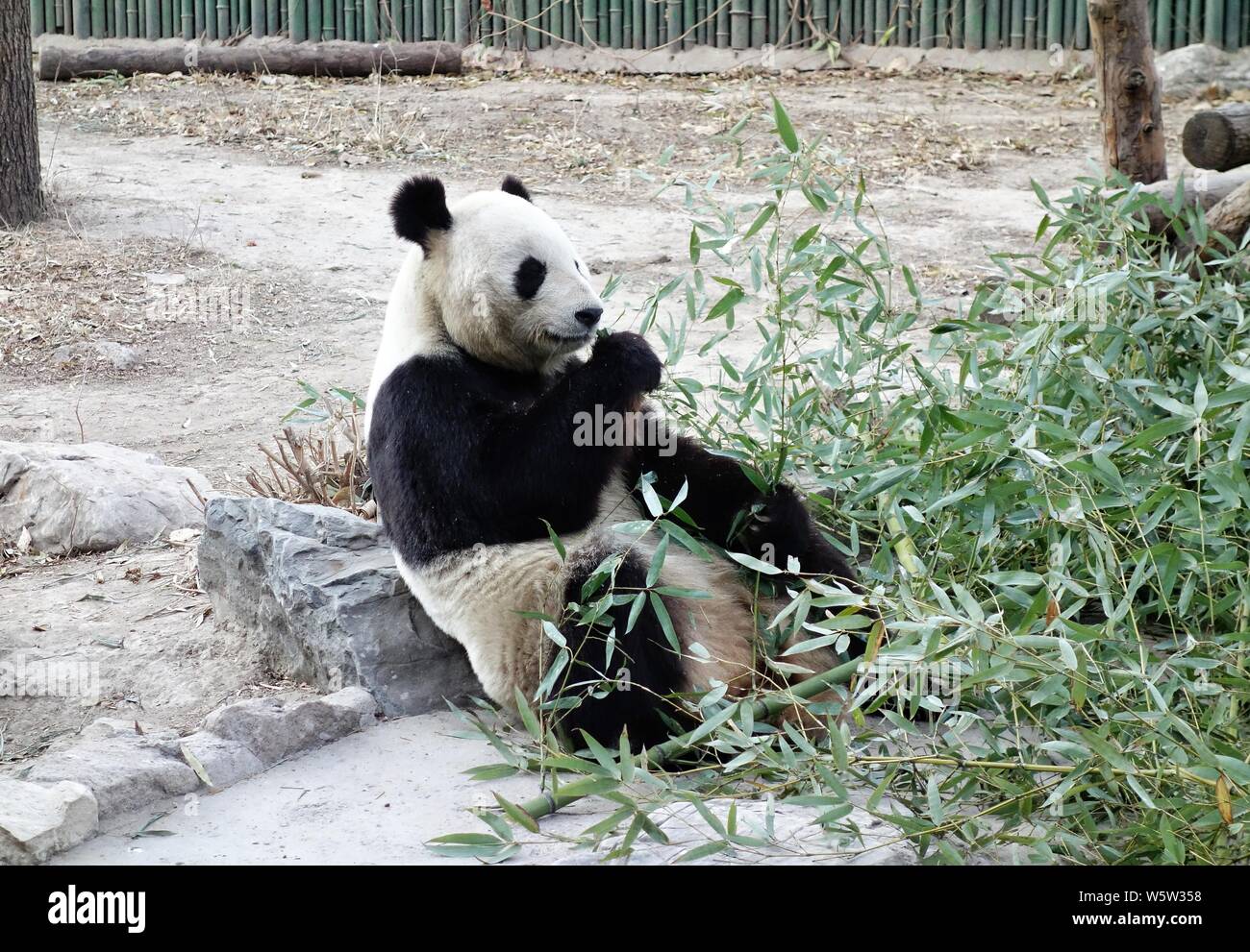 Un panda géant mange le bambou au Zoo de Pékin à Beijing, Chine, 19 décembre 2018. Banque D'Images