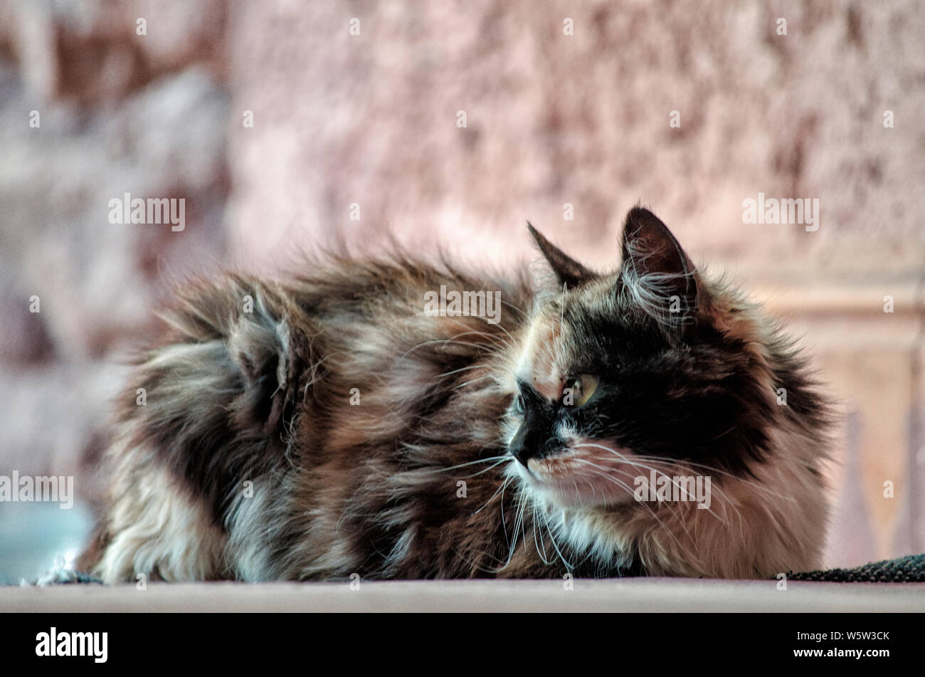 Le Cymric est un chat très rare, c'est une variante de la race Manx, le célèbre chat sans queue indigène à l'île de Man, au coeur de la mer d'Irlande. Banque D'Images