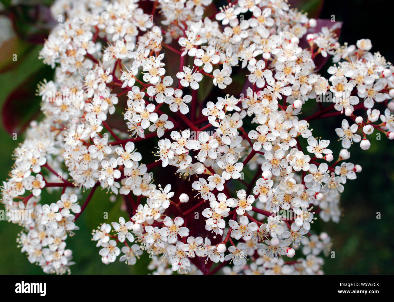 Photinia Fraseri Rouge Robin Banque De Photographies Et Dimages Hot Sex Picture