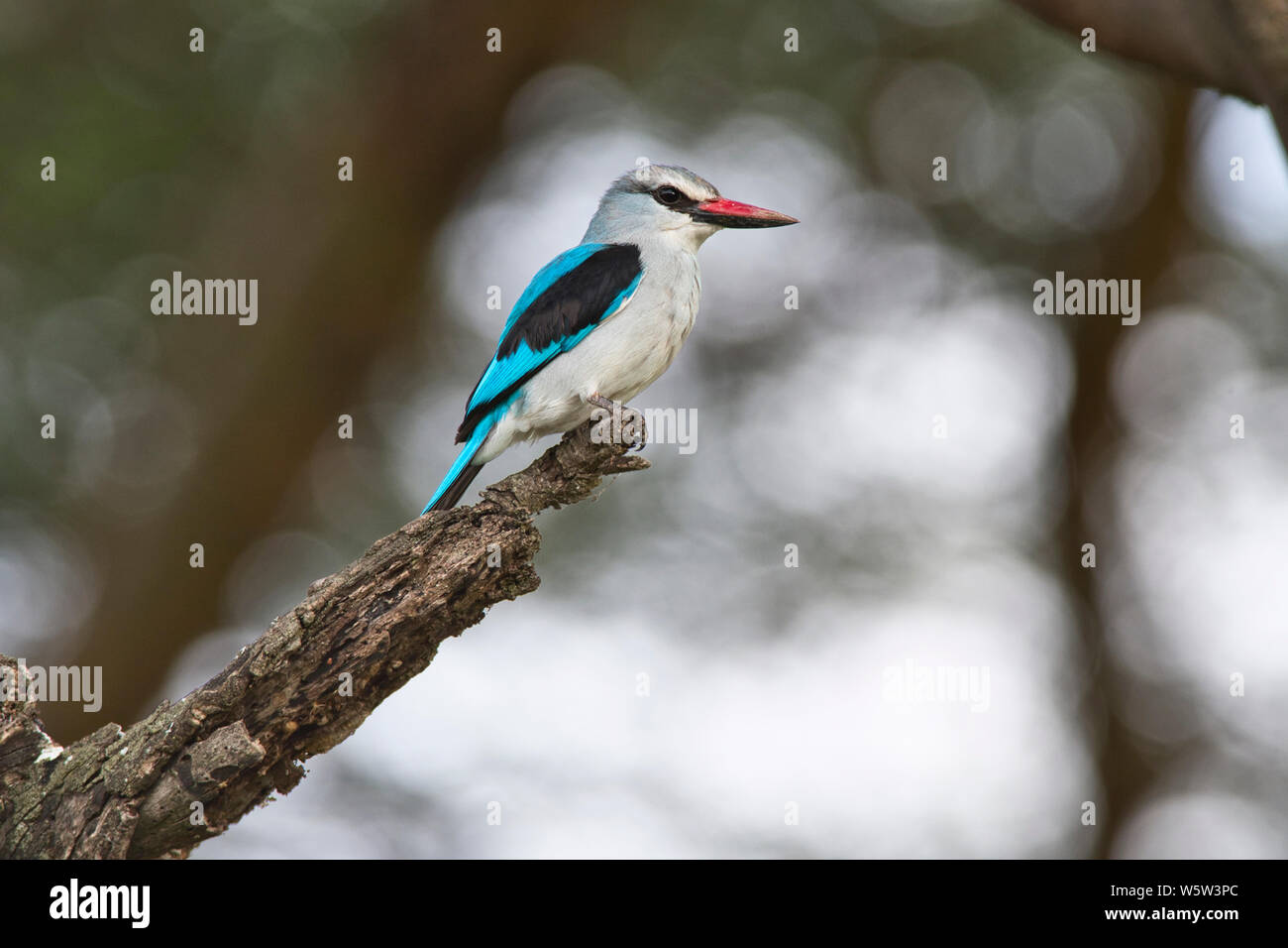 Woodland Kingfisher (Halcyon senegalensis) Banque D'Images