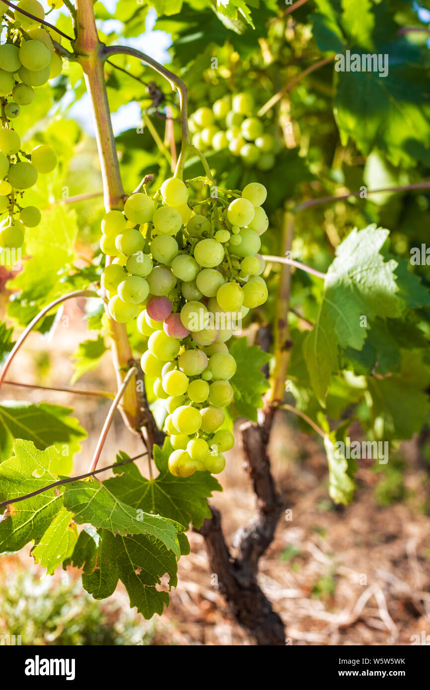 Close-up d'une grappe de raisins avec la première maturation des raisins dans un vignoble biologique. L'agriculture traditionnelle. La Sardaigne. Banque D'Images