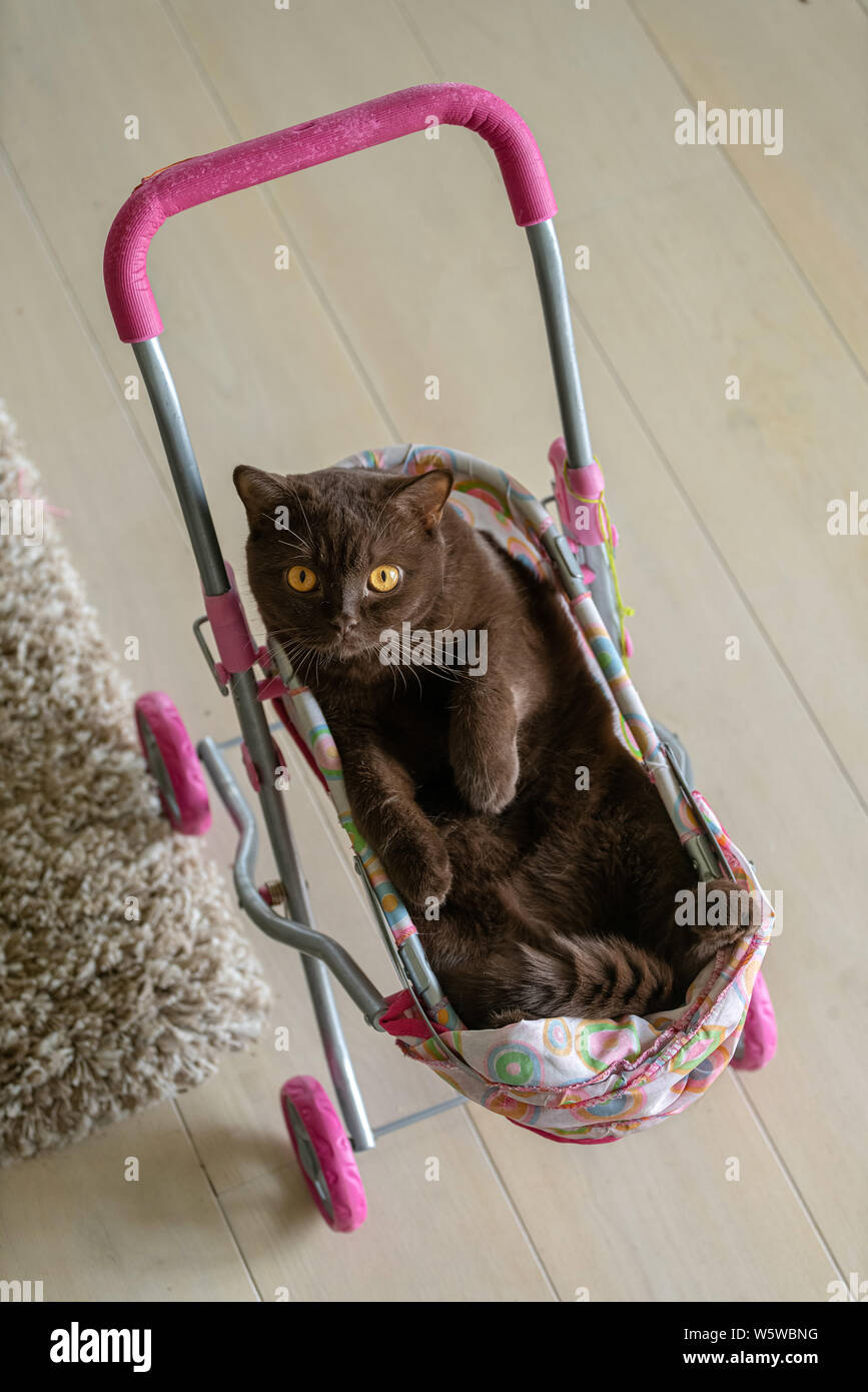 British Shorthair Cat Laying In Colorful Poussette De Bebe A L Interieur Chat Domestique Ludique Assis Dans Un Chariot A L Interieur Photo Stock Alamy British Shorthair Cat Laying In Colorful Poussette De Bebe A L Interieur Chat Domestique Ludique Assis Dans Un Chariot A L Interieur Photo Stock Alamy
