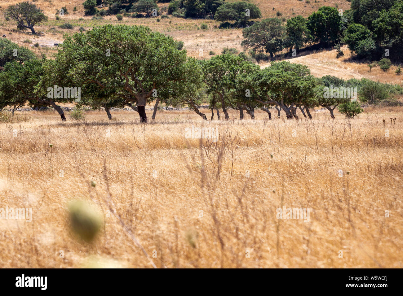 Olive Grove à chaude journée d'été. Oliviers debout à champ de blé jaune dans un paysage rural calme de l'île de Sardaigne, Italie Banque D'Images