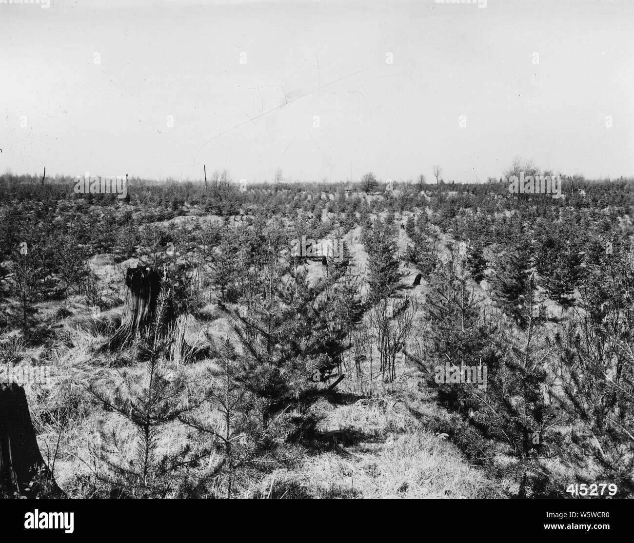 Photographie de Riley Creek Plantation numéro 18 ; Portée et contenu : sous-titre original : Riley Creek Plantation # 18. 1-0 le pin gris de l'automne 1935 plantés. Banque D'Images