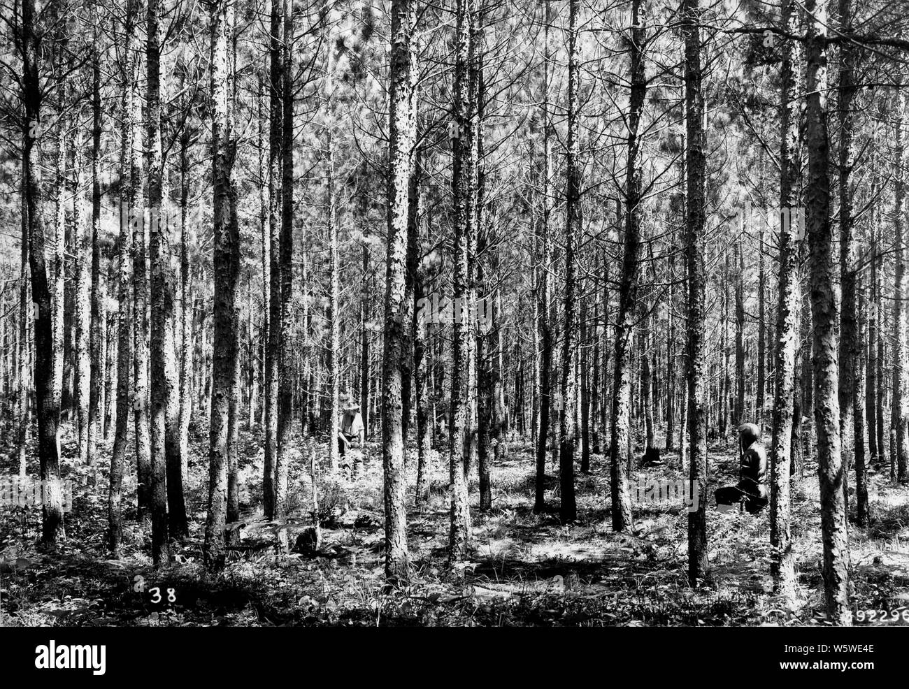 Photographie de peuplement de pin gris mixte dense ; Portée et contenu : sous-titre original : Stand de 35 ans dense de pin gris mixte cinq ans après l'éclaircie. Banque D'Images