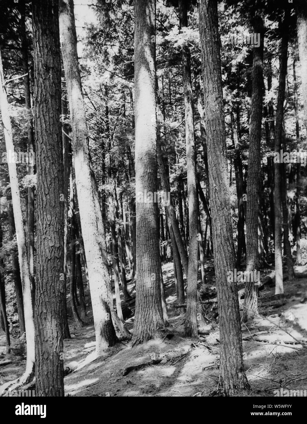 Photographie de la Vierge rouge et le pin blanc Stand ; Portée et contenu : sous-titre original : Vierge rouge et le pin blanc stand situé sur nous # 8 à environ quatre miles à l'ouest de Laona, Wisconsin Ranger Peshtigo Dist. Banque D'Images
