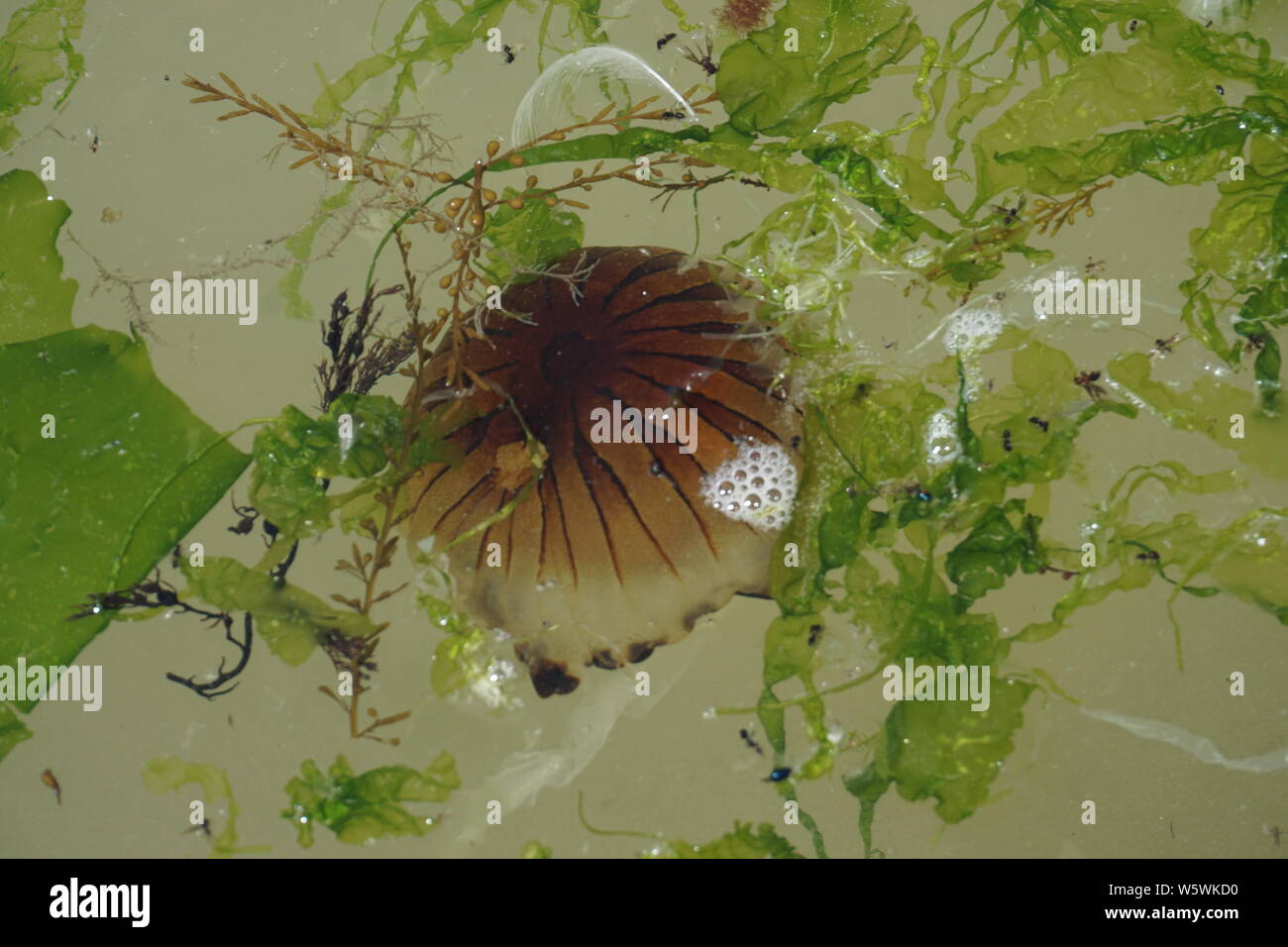 Jelly fish nager avec les algues d'un vert vif dans la mer Banque D'Images