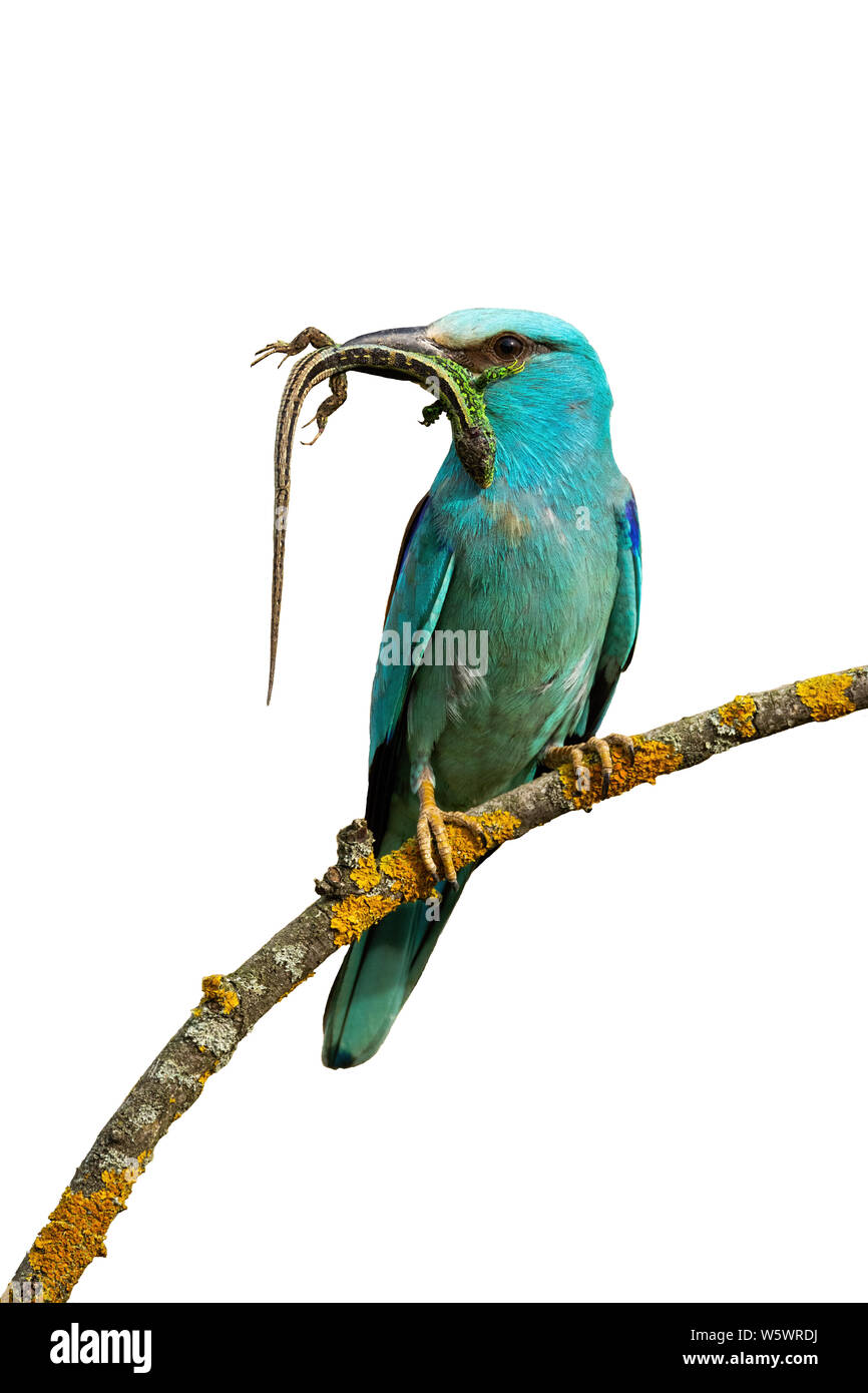 Vue avant du rouleau européen, Coracias garrulus, assis sur un perchoir holding pris de lézard dans le bec prêt à nourrir avec un fond blanc. À l'écoute Banque D'Images