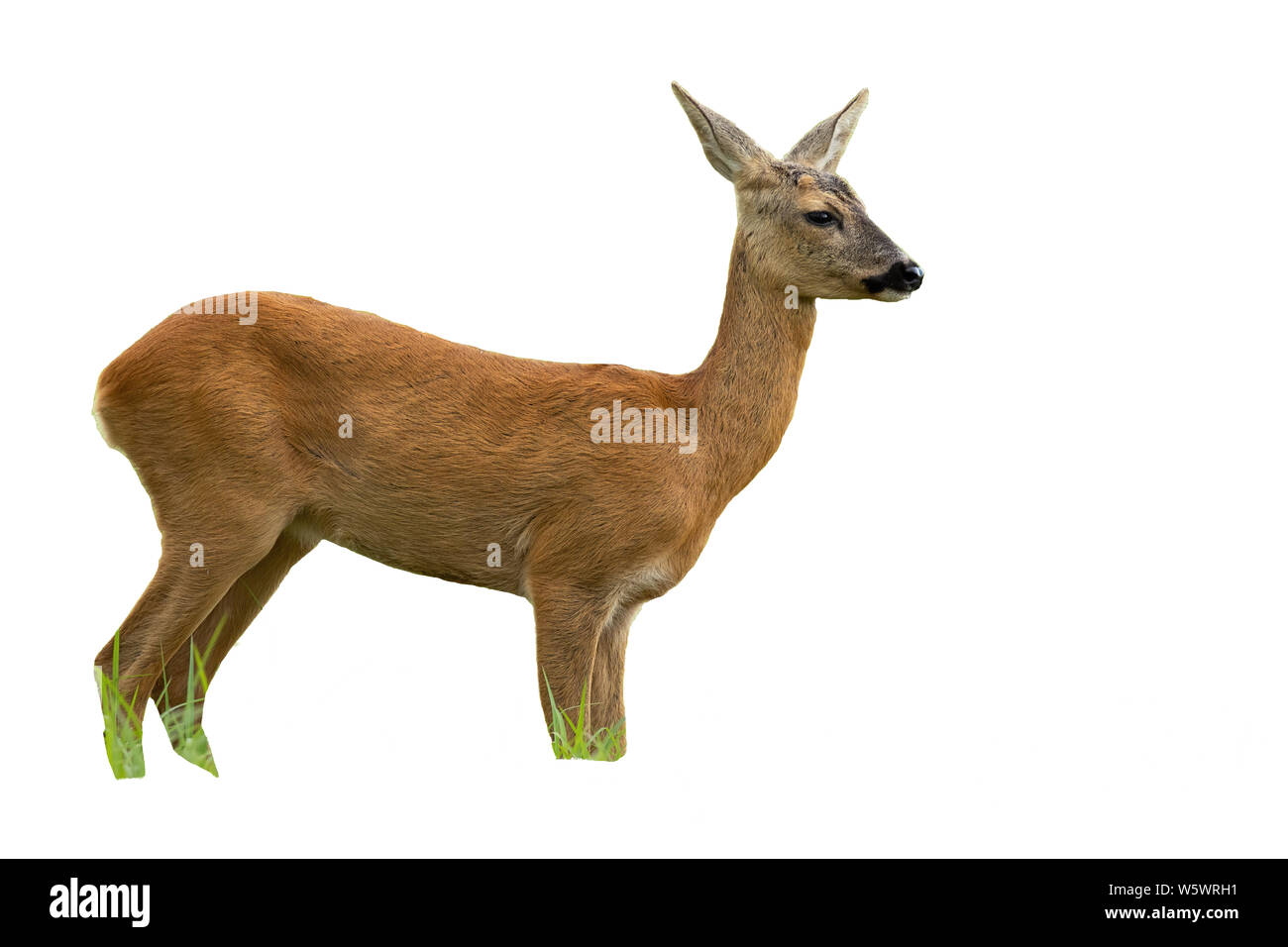 Vue latérale du Chevreuil, Capreolus capreolus, le doe en été et à l'écart permanent isolé sur fond blanc. Ignorer l'animal mammifère femelle en natu Banque D'Images Vue latérale du Chevreuil, Capreolus capreolus, le doe en été et à l'écart permanent isolé sur fond blanc. Ignorer l'animal mammifère femelle en natu Banque D'Images