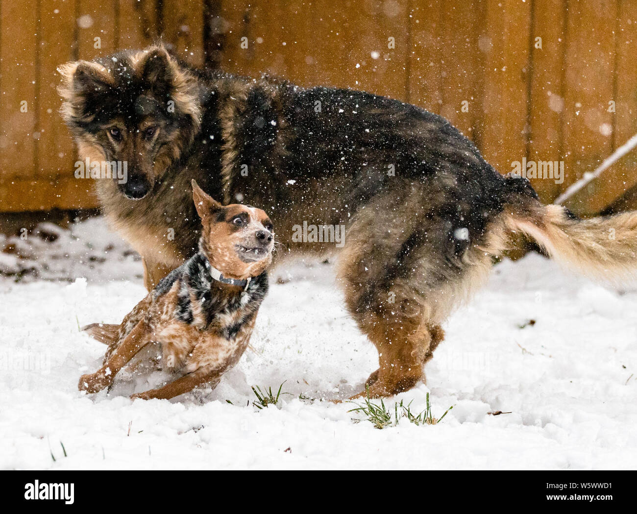 Un chien de bétail australien joue avec un berger allemand dans la neige Banque D'Images