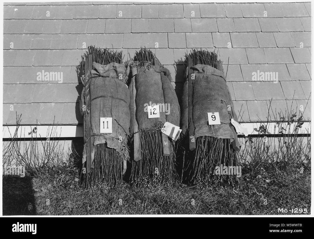 Photographie avec 2 légendes : (1)La Figure 2. Bon pressage de méthodes. (2) MO-1295 - La conservation des sols, de pépinière Elsberry, Mo., 12/7/1938. La mise en balles Nursey Ames Essais : état des balles sur l'arrivée à la pépinière Elsberry 12/6/38--de gauche à droite 11, 12, 9. Comparer avec Mo-1296, 1297 et 1298. Banque D'Images