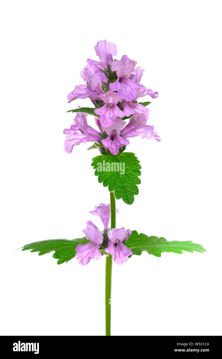 Stachys officinalis, purple betony flower isolated on a white background Banque D'Images