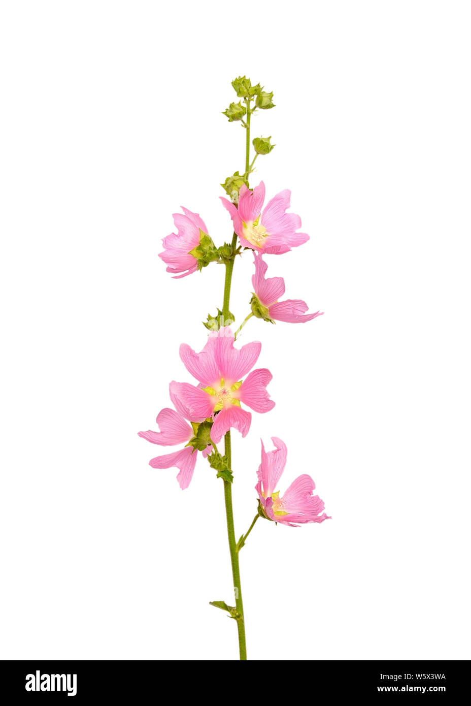 Malva rose flower isolated on white background Banque D'Images