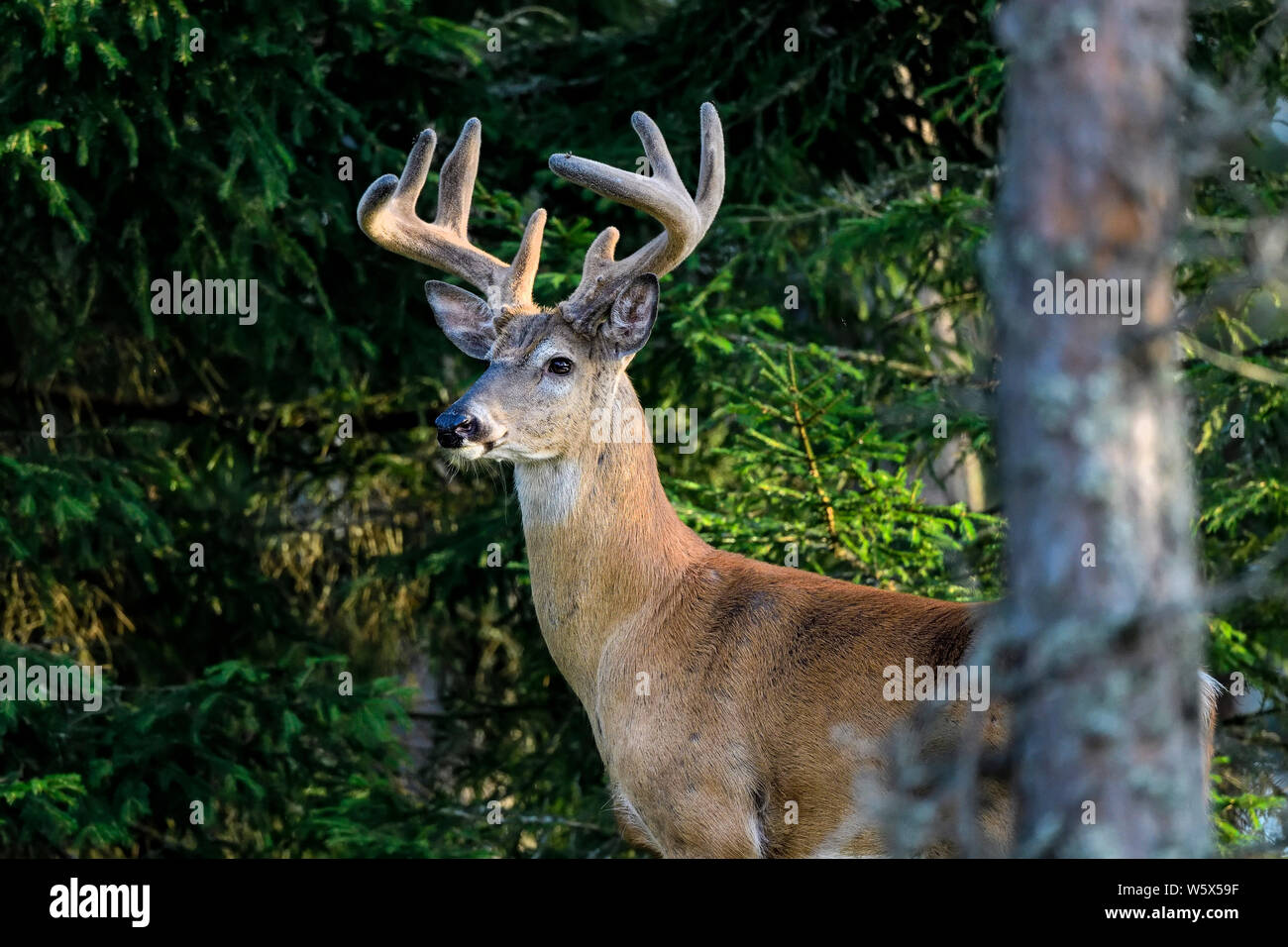 Le cerf de Virginie dans la forêt à la majestueuse. Banque D'Images