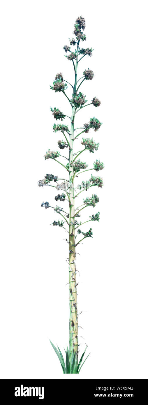 Les fleurs avec tiges élevé isolé sur fond blanc Banque D'Images