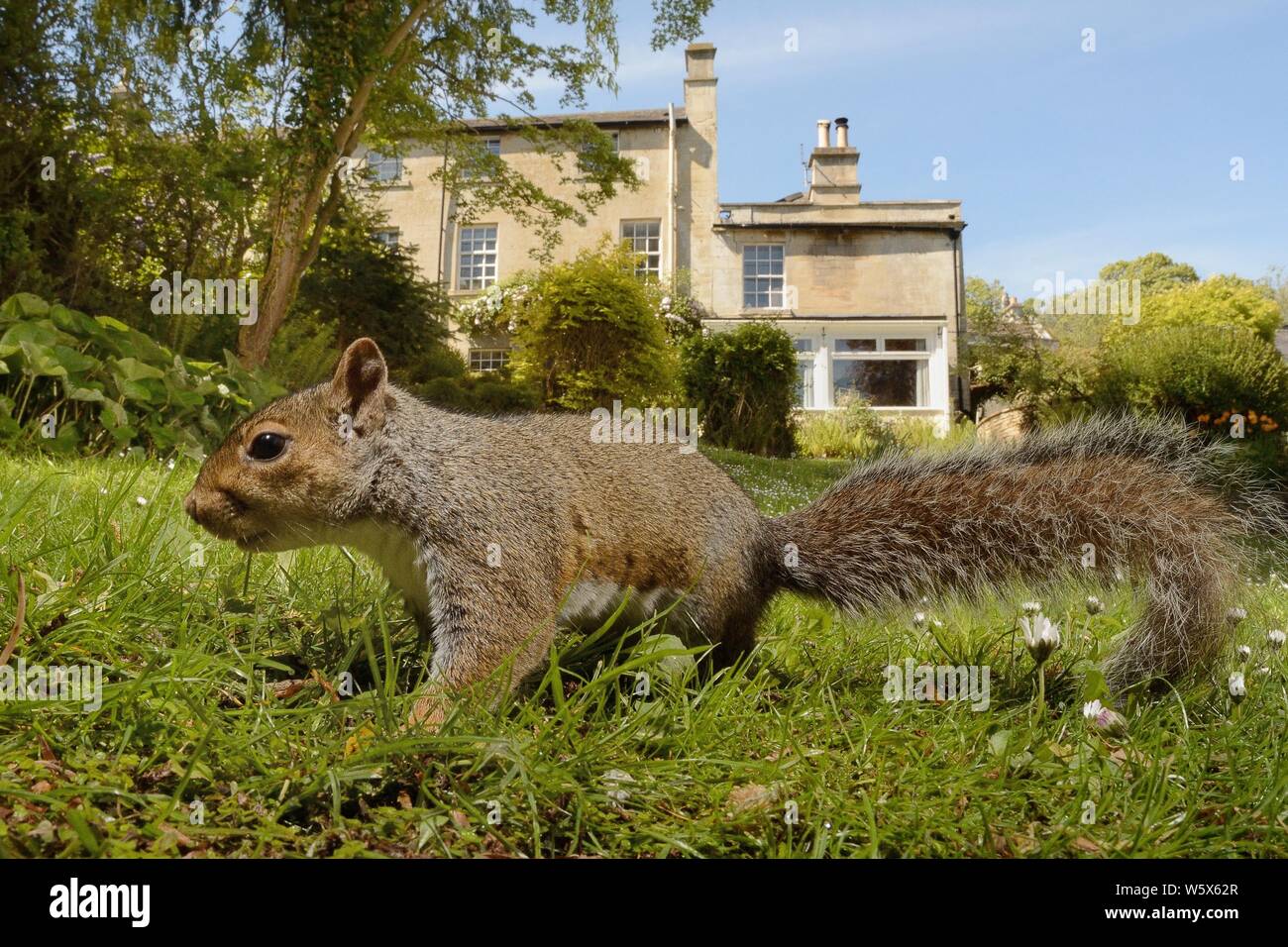 L'écureuil gris (Sciurus carolinensis) nourriture dans un jardin pelouse, Wiltshire, Royaume-Uni, mai. Banque D'Images