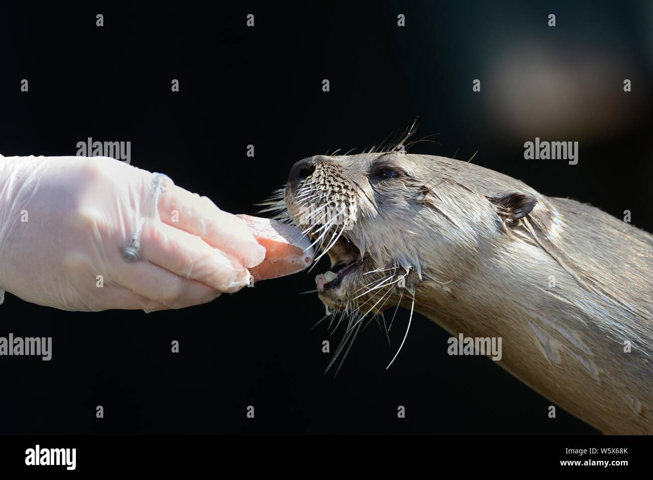 North American River loutre (Lutra canadensis) d'être nourris à la main avec un morceau de saumon, le Dartmoor Otter Sanctuary, Devon, UK, mars. Banque D'Images