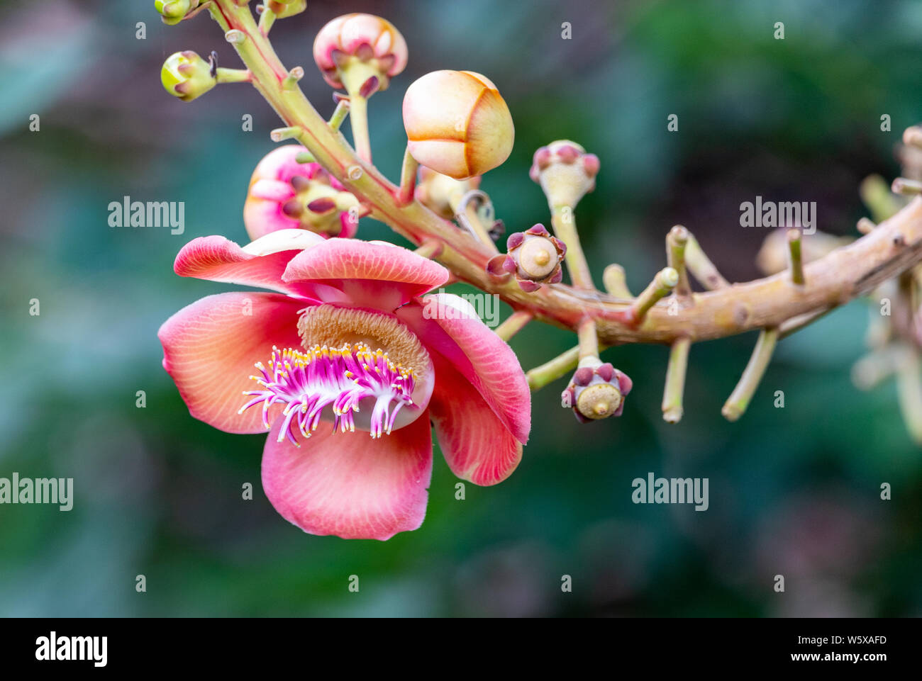 Saint Vincent et les Grenadines, Cannonball tree Couroupita guianensis, fleurs Banque D'Images