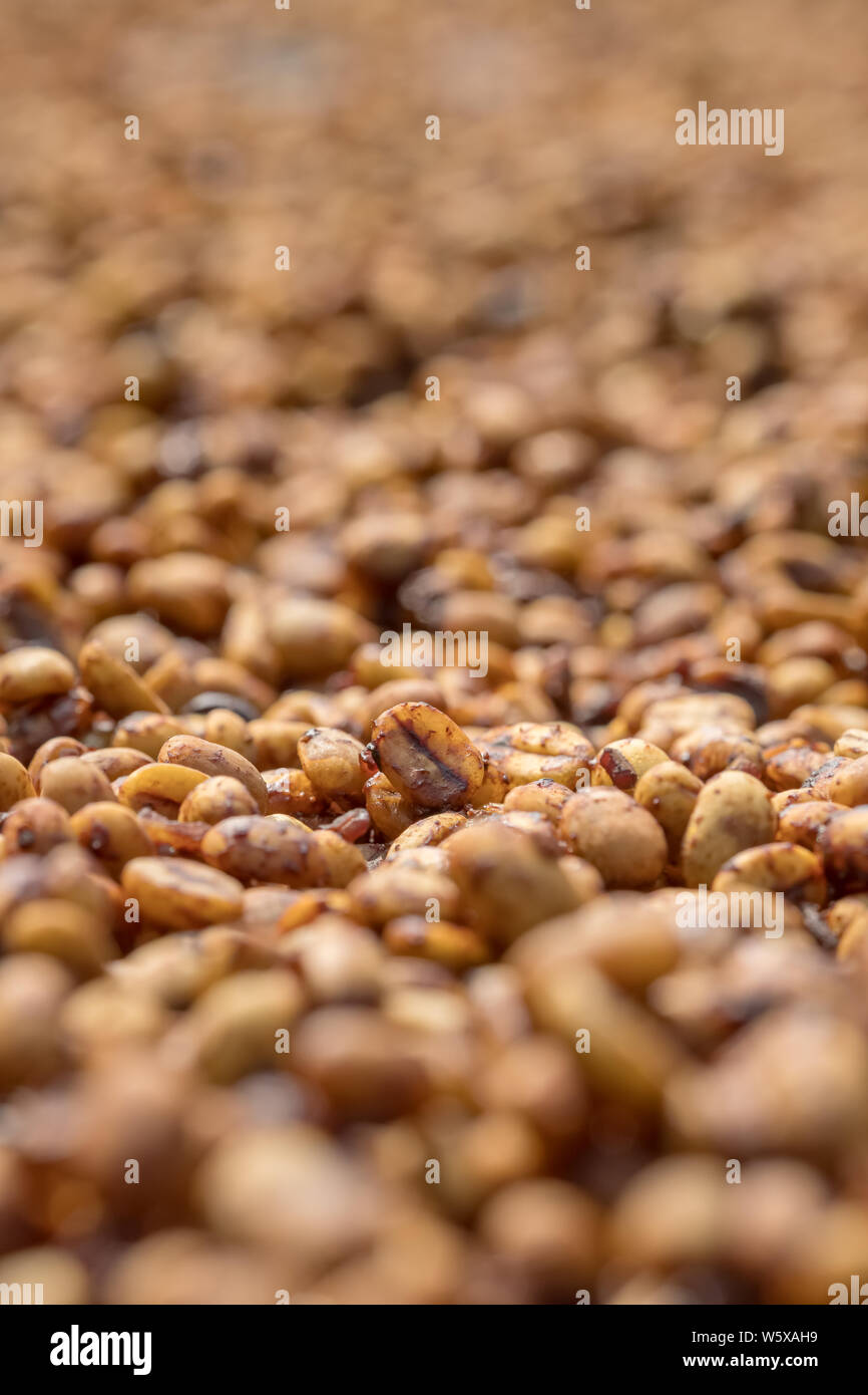 Le séchage des grains de café au soleil à la ferme de café Banque D'Images