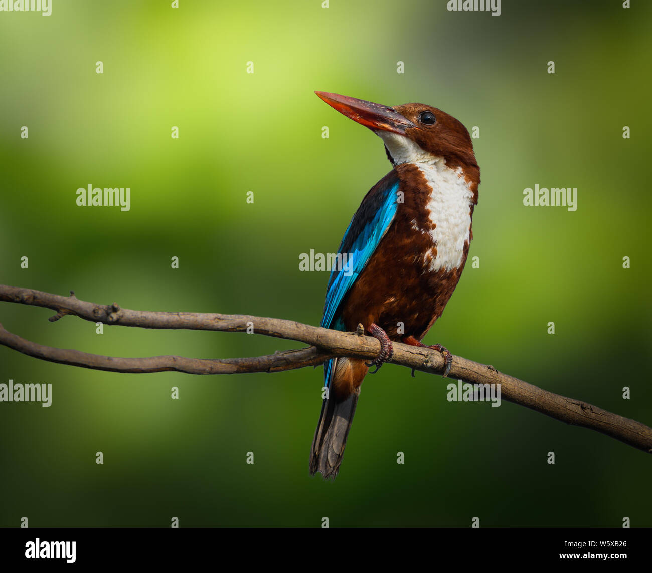 White-throated kingfisher Banque D'Images