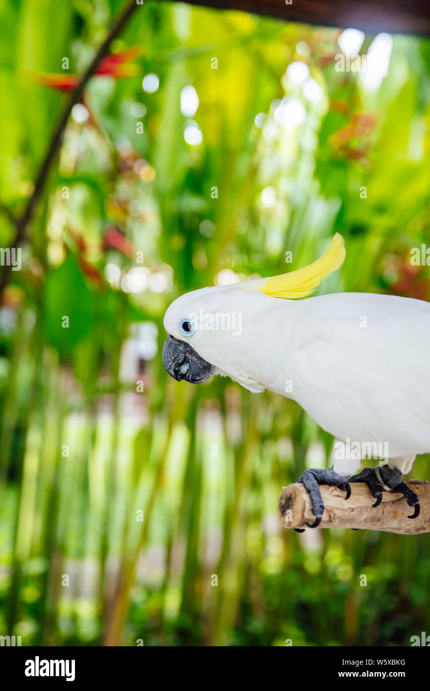 Voir à White cockatoo (Cacatua alba) dans la forêt tropicale Banque D'Images