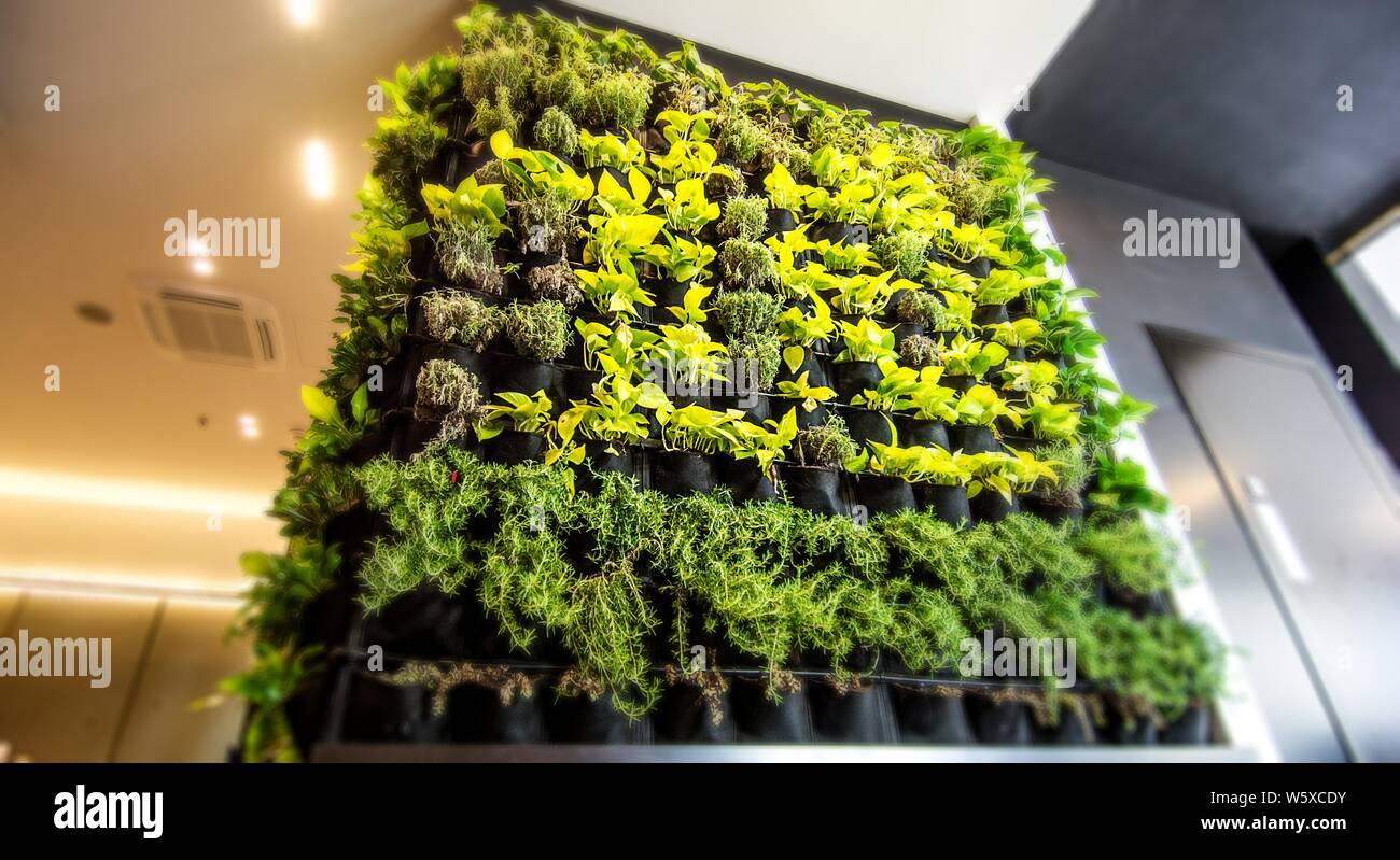 Vivre vert jardin vertical, mur à l'intérieur dans un restaurant moderne. Banque D'Images
