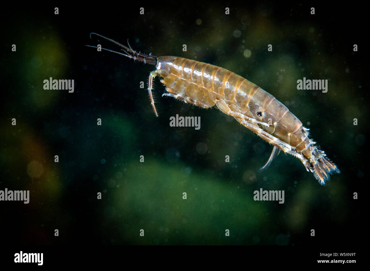 Amphipoda Scud nager dans les eaux froides du Saint-Laurent Banque D'Images