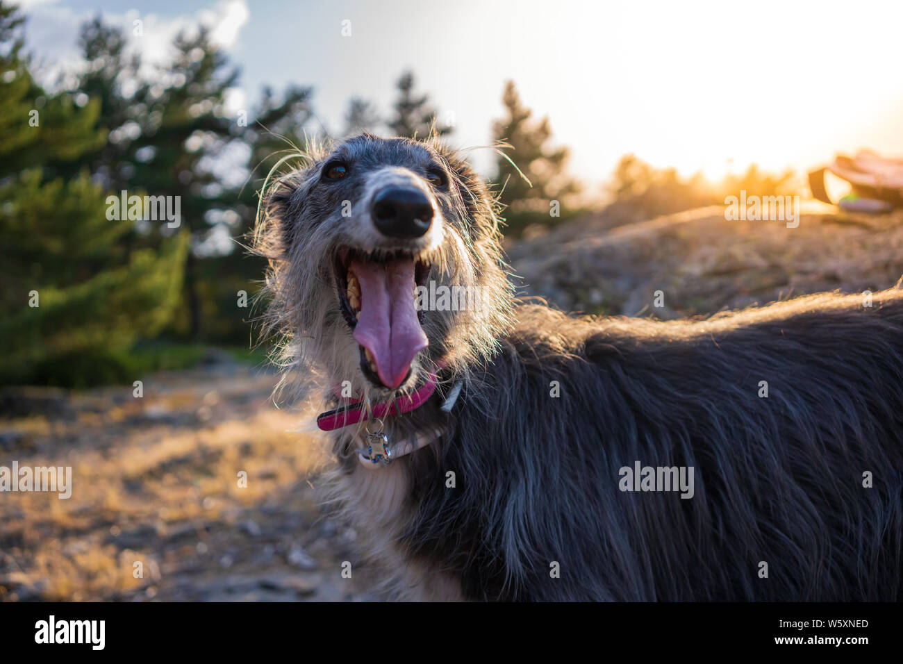 Portrait de Greyhound dans une montagne au coucher du soleil Banque D'Images