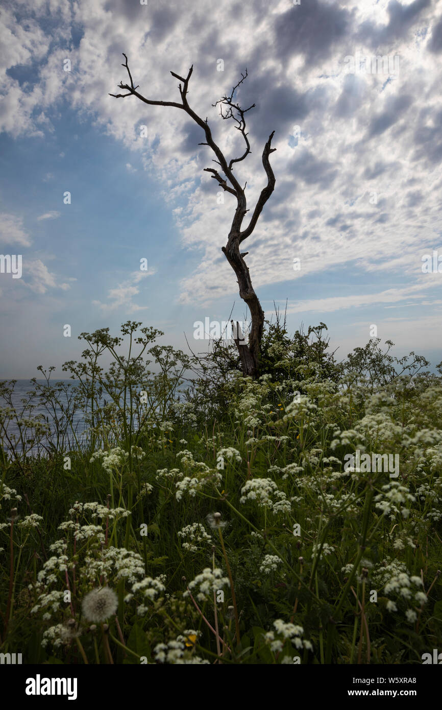 Vieil arbre noueux silhouetté contre ciel dramatique avec cow parsley en premier plan, la Suède, Europe Banque D'Images