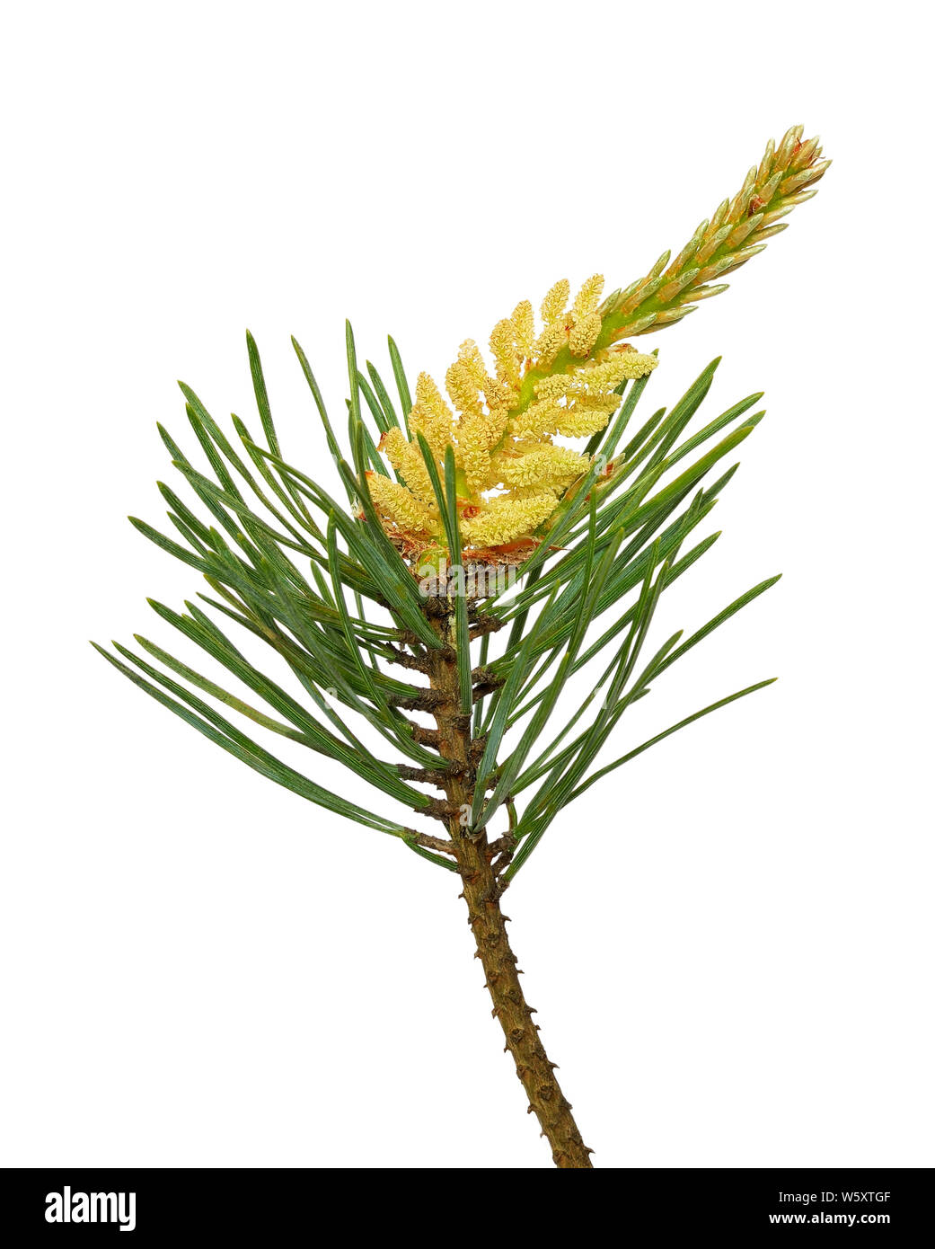 Pin (Pinus sylvestris) isolé sur fond blanc Banque D'Images