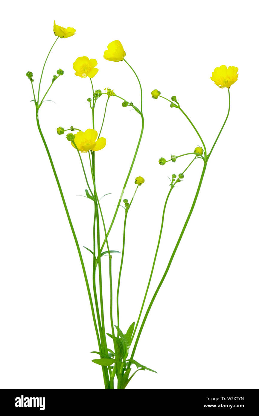 Renoncule des prés ( Ranunculus acris) flower isolated on a white background Banque D'Images