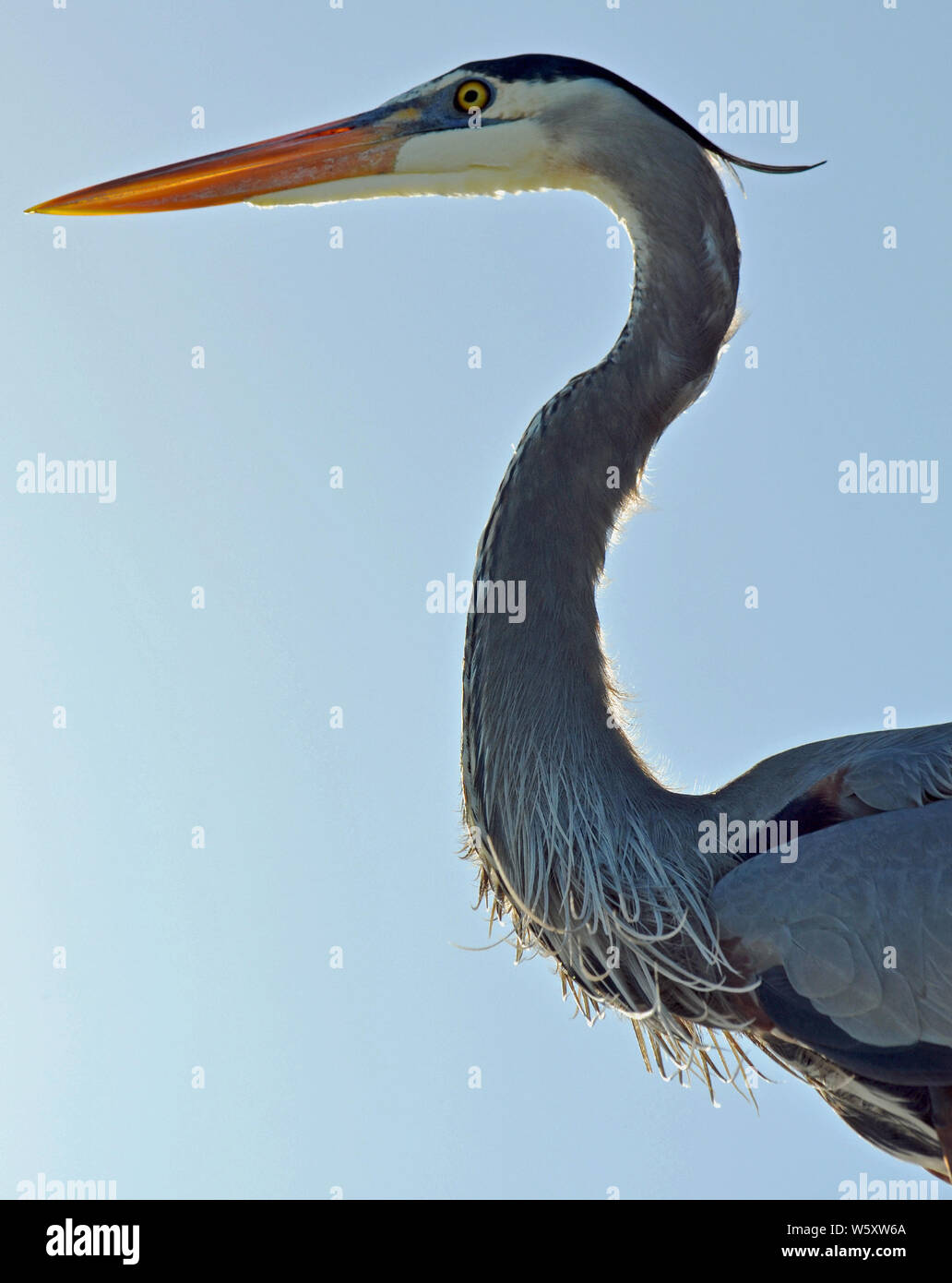 Grand héron avec détail des plumes ébouriffées cou cou en forme de S, orange bec, et masque bleu autour des yeux jaune vif contre ciel bleu clair. Banque D'Images