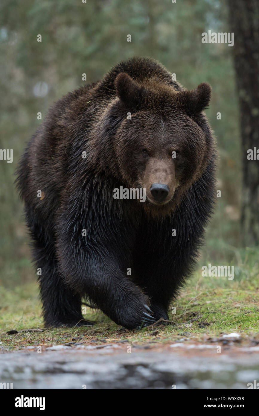 Ours brun, Ursus arctos ) balade le long de l'eau congelée à la lisière d'une forêt, rencontre impressionnante, frontal tourné, faible point de vue, l'Europe. Banque D'Images