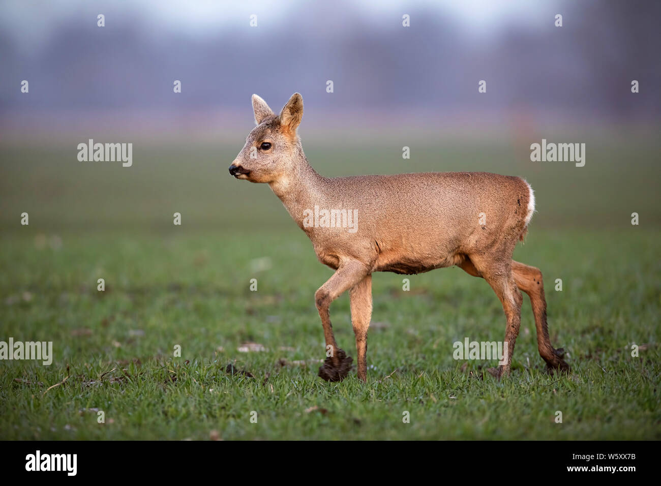 Vue côté horizontal de Chevreuil, Capreolus capreolus, le doe avec fourrure d'hiver marche sur un champ de boue sur les onglons au printemps. Animal sauvage dans la boue terra Banque D'Images